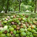 برداشت گردو ؛ خراسان رضوی+ عکس