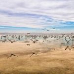تصویر دل انگیز از تالاب میقان اراک+عکس