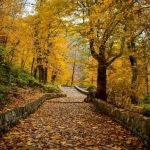 زیبایی مسحور کننده پاییز در طبیعت گلستان +عکس