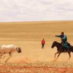 انسان‌ها هزار سال دیرتر از آنچه تصور می‌شد، اسب‌ها را اهلی کردند