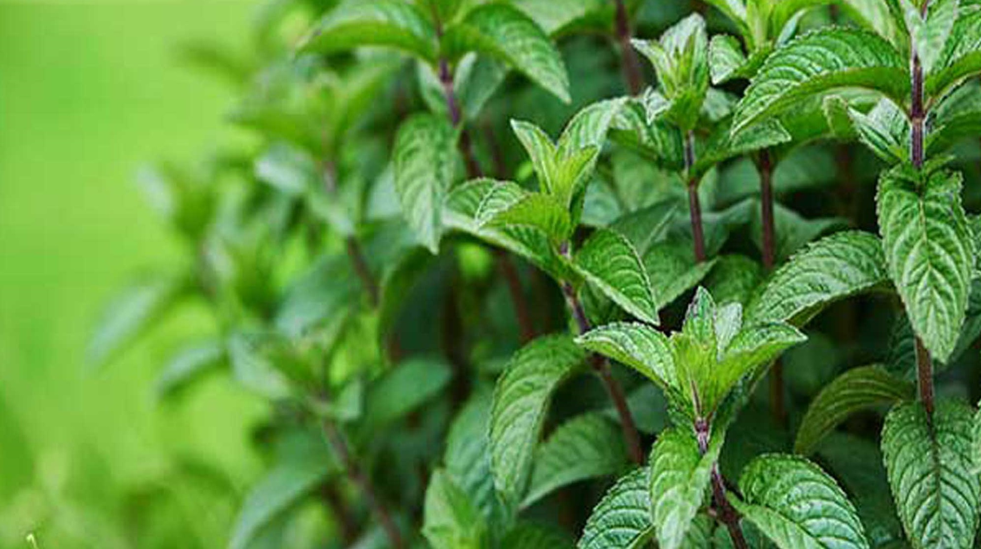 موارد منع مصرف نعناع فلفلی: از مادران شیرده تا کودکان و تداخل دارویی_تونل زمان 13 موارد منع مصرف نعناع فلفلی: از مادران شیرده تا کودکان و تداخل دارویی