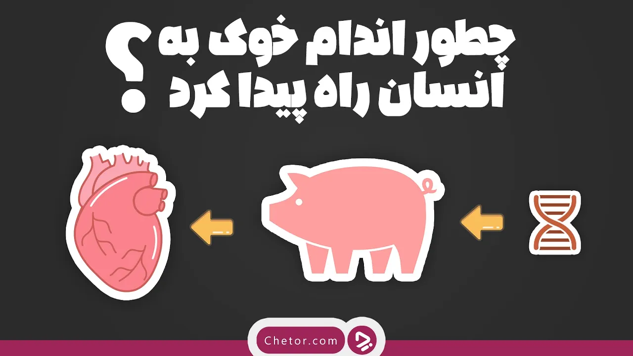چطور اعضای خوک به انسان پیوند زده شد؟ + ویدئو_تونل زمان 47 چطور اعضای خوک به انسان پیوند زده شد؟ + ویدئو