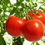 ۱۲ مواد غذایی که نیازی به یخچال ندارند