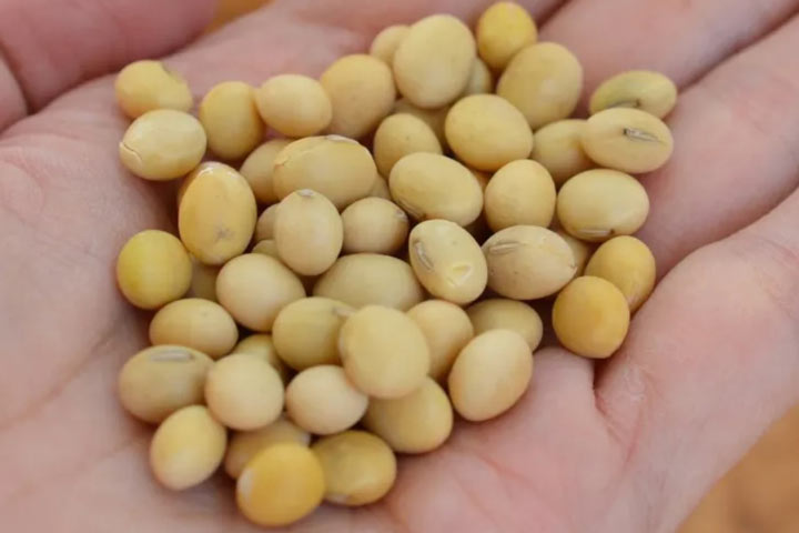 تمپه چیست؛ نحوه تهیه تمپه و نگهداری آن + چند دستور غذا_تونل زمان 2 لوبیای سویا ماده اصلی تمپه