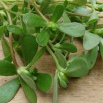 خواص خرفه - خرفه از سبزیجات برگ سبز است که می‌ توان آن را به‌ شکل خام یا پخته مصرف کرد.